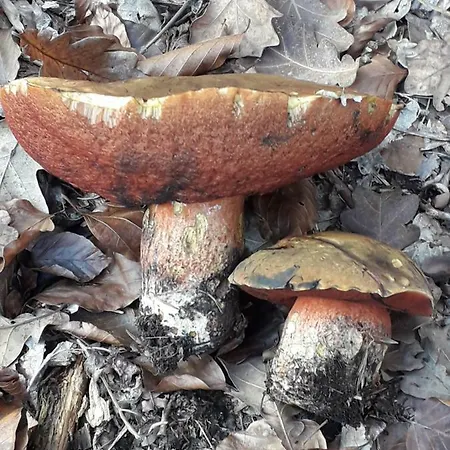 公寓 Kristina Ivachnova 49